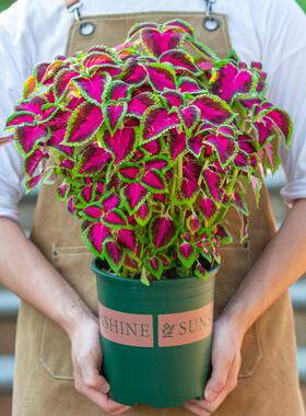 五彩苏盆栽紫色叶子彩叶草室内阳台室外庭院花卉植物观叶绿植花苗