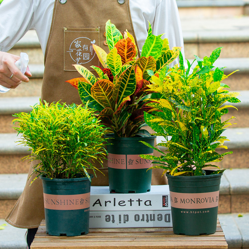 变色木盆栽室内阳台室外庭院好养植物四季观叶彩色叶子花卉绿植苗