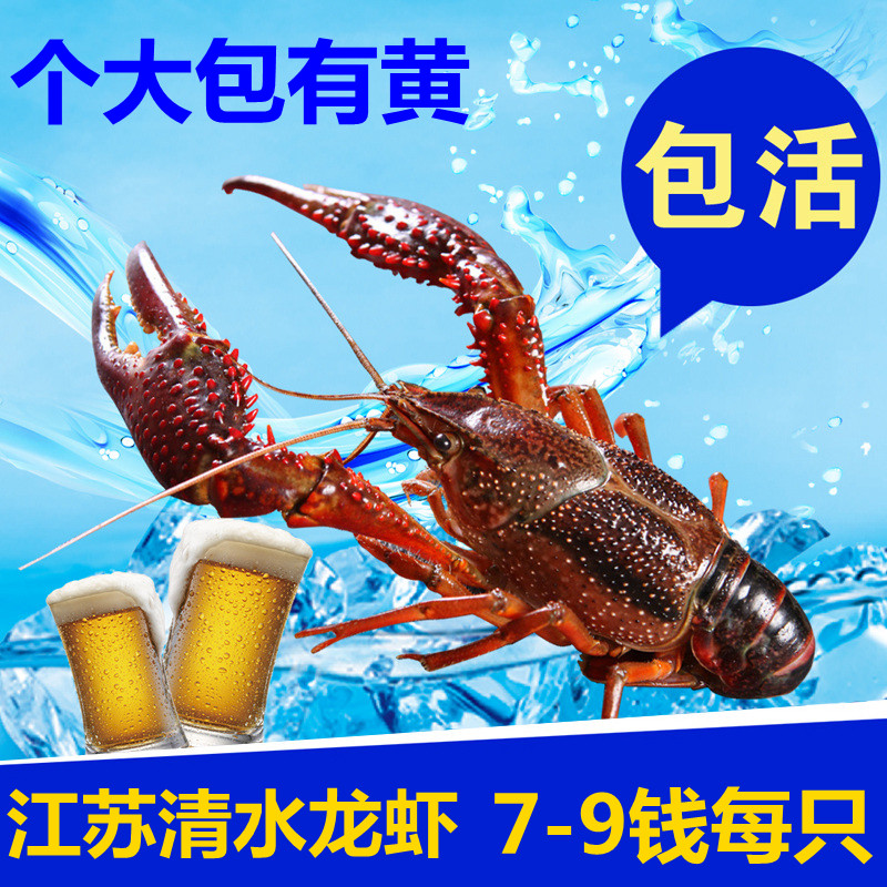江苏盱眙鲜活小龙虾7钱-9钱1只 清水龙虾大虾活虾生鲜顺丰1斤装