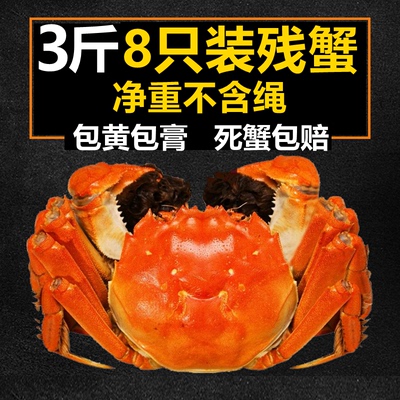 固城湖净重8只鲜活大闸蟹