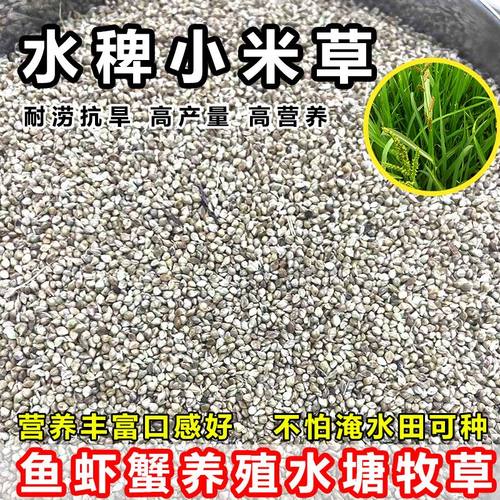 小米草种子鱼草籽 龙虾螃蟹鸟食 雀叶稗草籽湖南稷子水稗草水稗草
