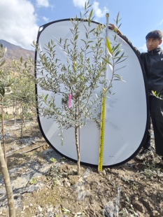 油橄榄盆栽树一物一拍地中海ins室内客厅花园阳台耐热耐晒绿植