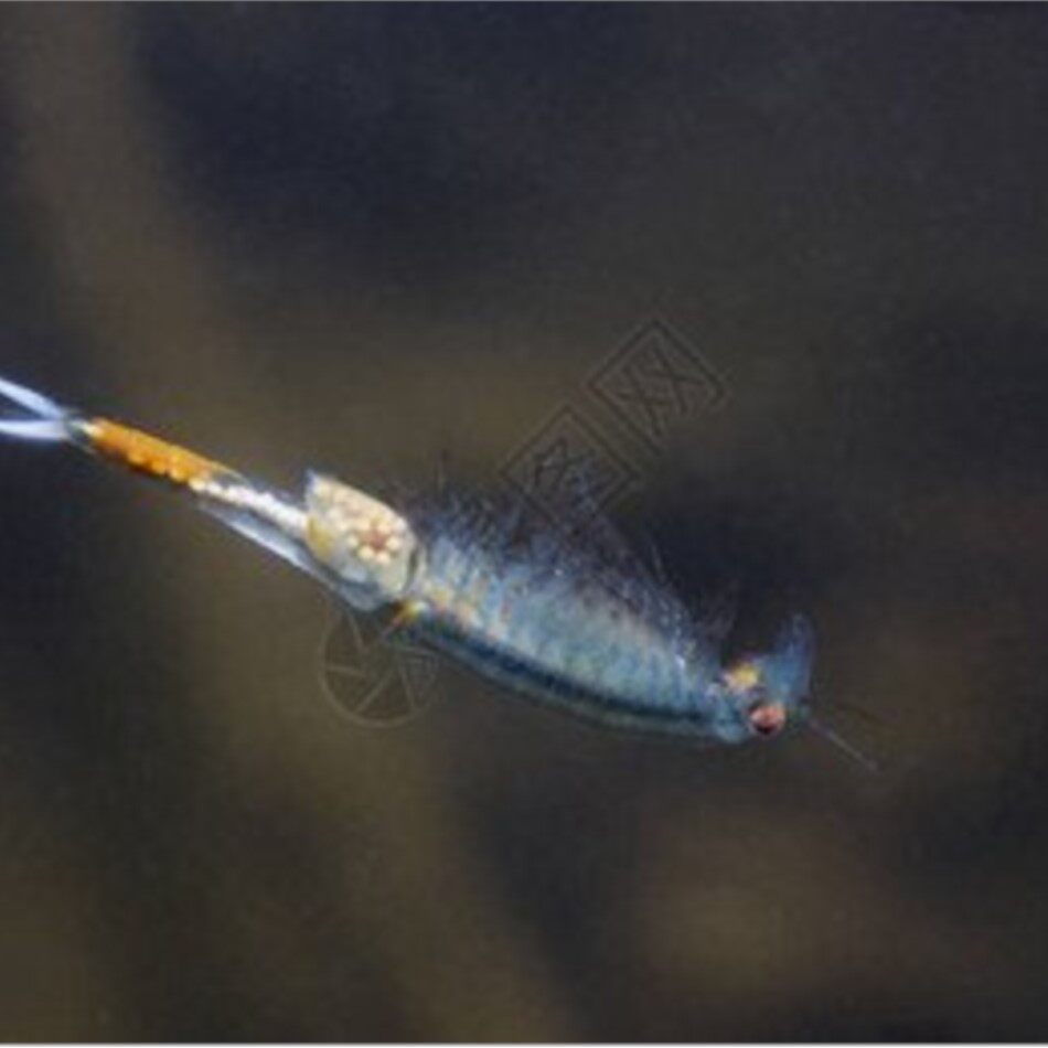 10000颗虾卵/份蓝钻红尾仙女虾卵全套卵可孵化实验生物活物淡水