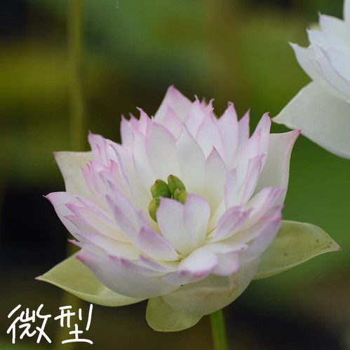 萌宝小微型荷花碗莲种子盆栽水培