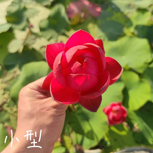 萌宝大中小型荷花碗莲种子盆栽水