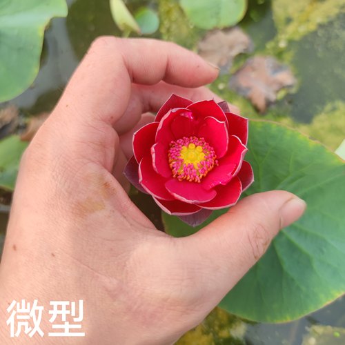小微型荷花碗莲种藕春夏盆栽水培