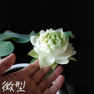 绿孔雀  真小微型荷花碗莲睡莲种子藕盆栽水培水生植物花卉