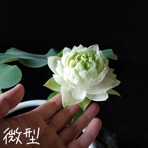 绿孔雀  真小微型荷花碗莲睡莲种子藕盆栽水培水生植物花卉