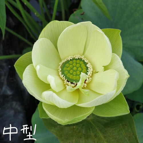 金陵凝翠  真大中型荷花碗莲睡莲种子藕盆栽水培水生植物花卉萌宝