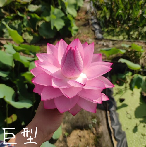 宜良千瓣大中型荷花碗莲种子