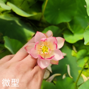 桃花春水 真小型微型荷花碗莲睡莲种子藕盆栽水培水生植物花卉