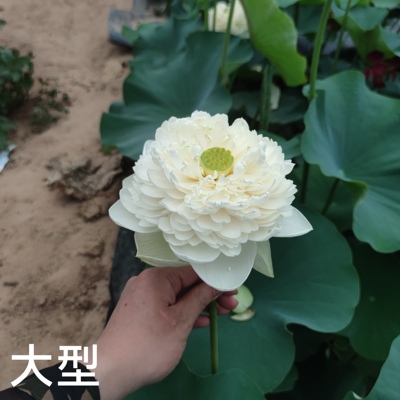 明月翠微 萌宝荷花苑真大型中型碗莲睡莲荷花水生开花盆栽花卉