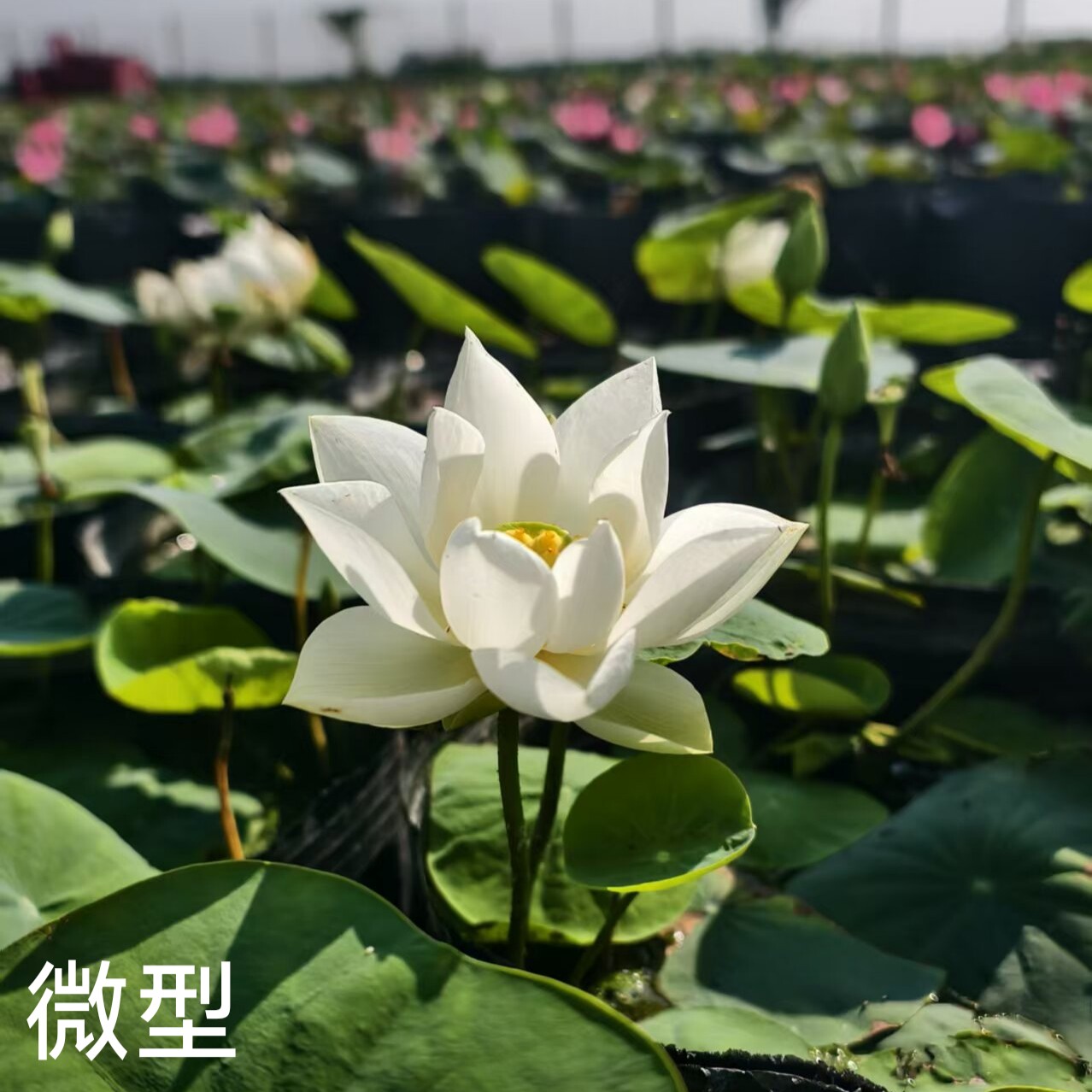 玉絮 萌宝荷花苑真小微型迷你荷花碗莲睡莲种子藕水生植物花