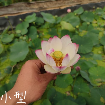 水湄  真小型微型荷花碗莲种子藕盆栽水培生植物花卉