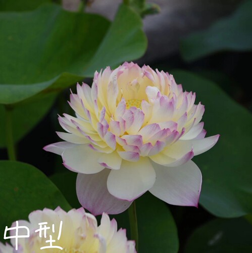 红唇大中型荷花碗莲种子藕重瓣