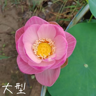 笑靥如花  真大中型荷花碗莲睡莲种子藕盆栽水培水生植物花卉
