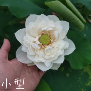 玉君心 真大中小微型荷花碗莲睡莲种子藕盆栽水培水生植物花卉