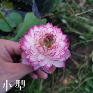 雪影  真小微型荷花碗莲睡莲种子藕盆栽水培水生植物花卉