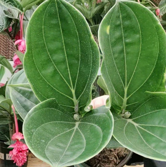 宝莲灯盆栽带花苞倒挂金钟盆栽吊桌面绿植