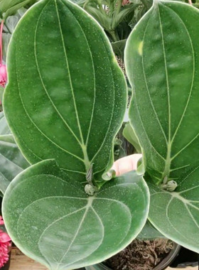 宝莲灯盆栽带花苞倒挂金钟盆栽吊钟花适合阳台上养的花四季开花