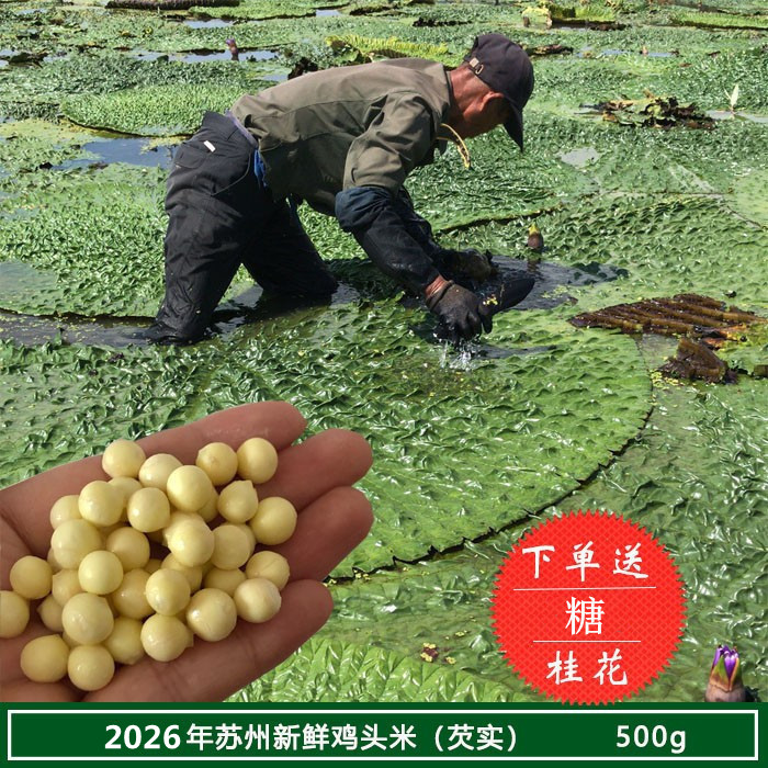 2026正宗大颗粒 新鲜苏州鸡头米南塘 非手剥芡实500克 礼盒装包邮