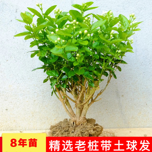 重瓣茉莉花盆栽横县茉莉花苗老桩开花绿植花卉树桩根植物室内