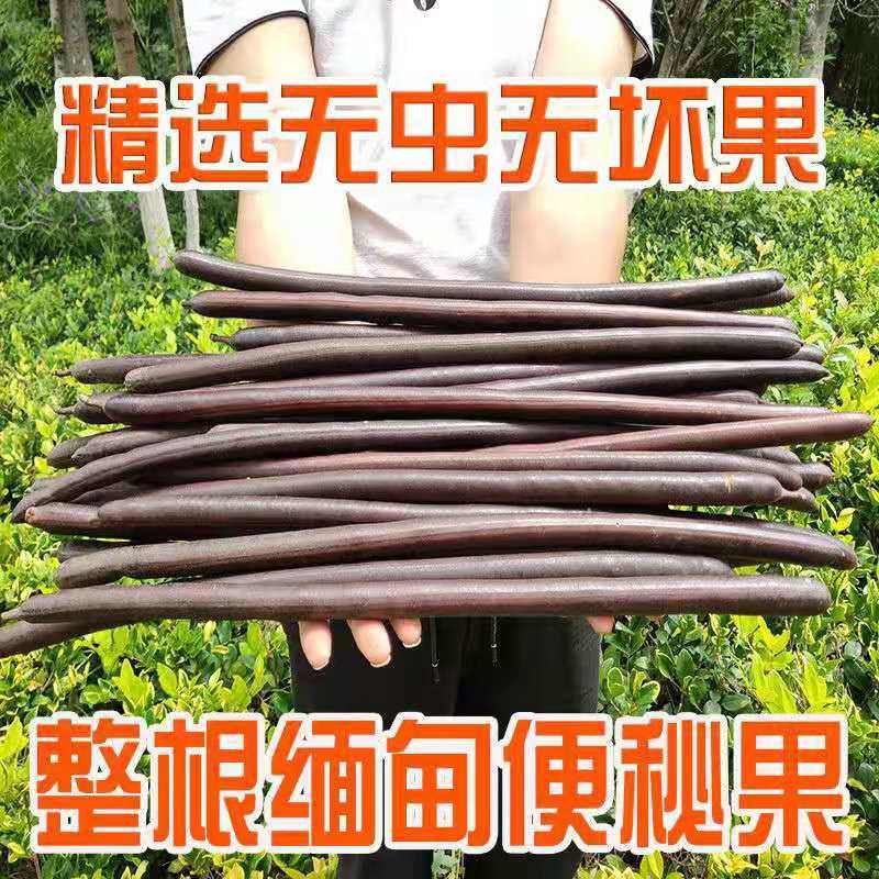 云南便秘果缅甸腊肠果图片