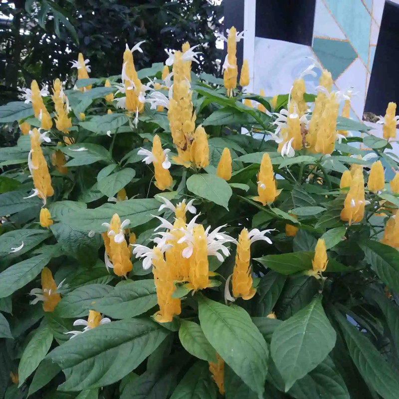 黄虾花盆栽金苞花苗红虾花黄金塔花花境室外阳台花卉趣味植物好养