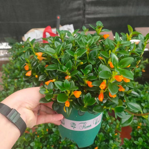 金鱼花盆栽带花苞阳台花卉