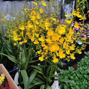 文心兰跳舞兰带花苞客厅室内兰花盆栽桌面花卉洋兰年宵观花植物花