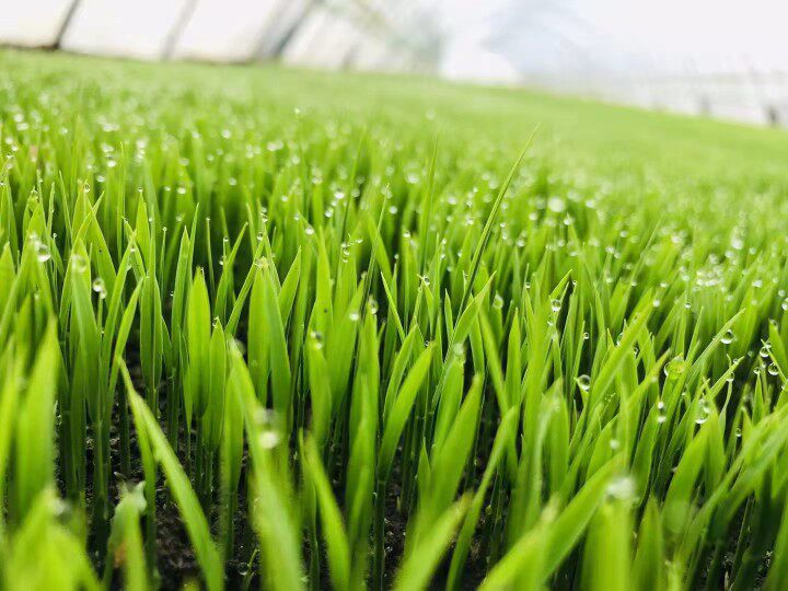 水稻育苗基质苗床土育秧30l