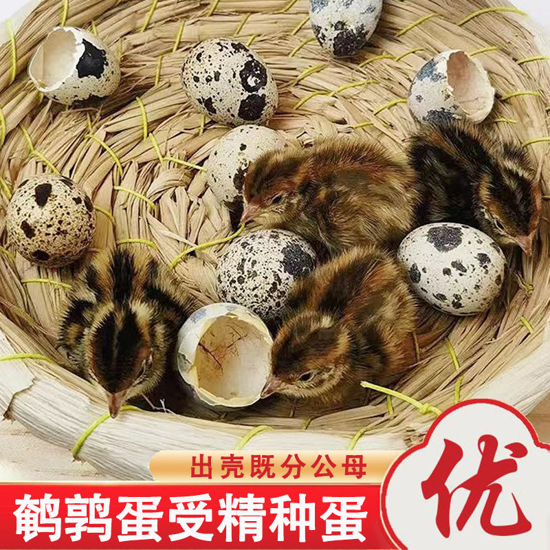 巨型沙维鹌鹑鸟受精种蛋可孵化