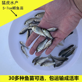 淡水白鲫鱼黄金银鲫高背鲫土鲫鱼大板鲫中科3号5鲫鱼养殖饲料活体