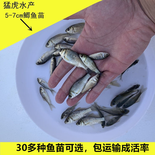 鲫鱼苗养殖活体中科35号鱼白鲫鱼