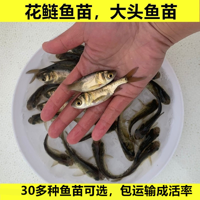 淡水花鲢鱼苗大头鱼胖头鱼雄鱼半斤鲢鳙鱼四大家鱼活体养殖鱼食用