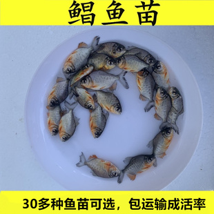 优质淡水白鲳鱼苗活体鱼大型鱼养殖食用饵料鱼热带鱼观赏鱼