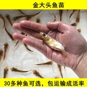 优质淡水金大头鱼苗金鳙鱼红鲢鱼活体食用金色花鲢鱼观赏养殖易活