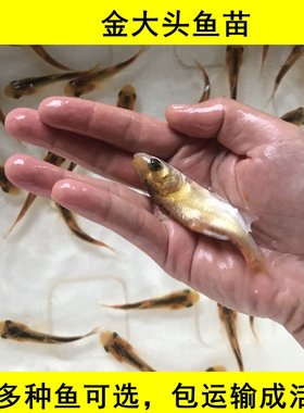 金大头苗金鳙鱼淡水活体养殖鱼