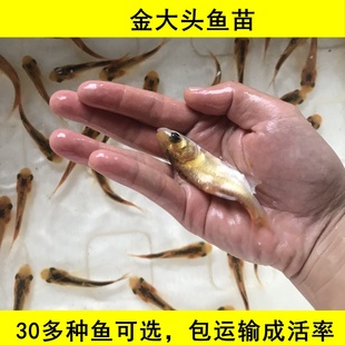 优质淡水金大头鱼苗金鳙鱼红鲢鱼活体食用金色花鲢鱼观赏养殖易活