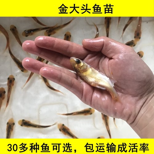 金大头苗金鳙鱼淡水活体养殖鱼