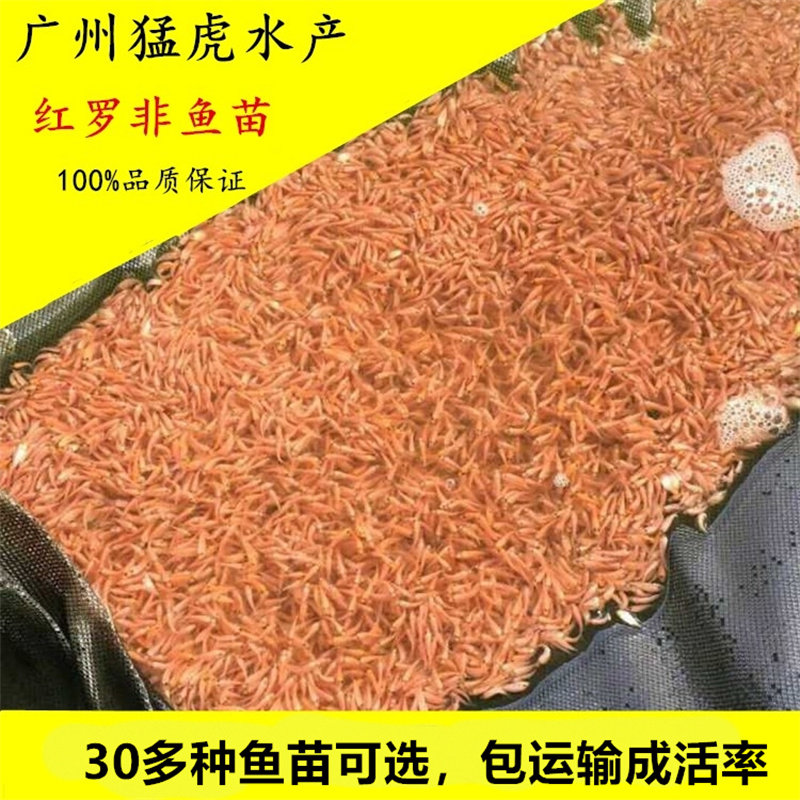 优质红罗非鱼苗彩虹鲷鱼苗非洲鲫鱼苗罗非鱼苗淡水鱼活体养殖食用