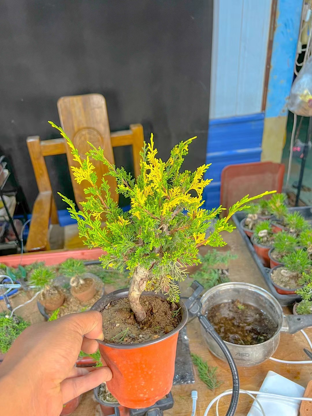 斑入宫版系鱼川真柏嫁接苗斑入真柏稀有变异品种斑叶真柏,鲜花速递/花卉仿真/绿植园艺,造型盆景,淘宝优惠券,粉丝福利购,淘宝优惠卷