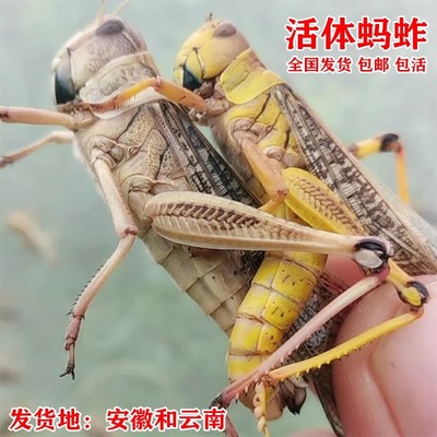东亚飞蝗活体蚂蚱草蜢蟋蟀幼虫