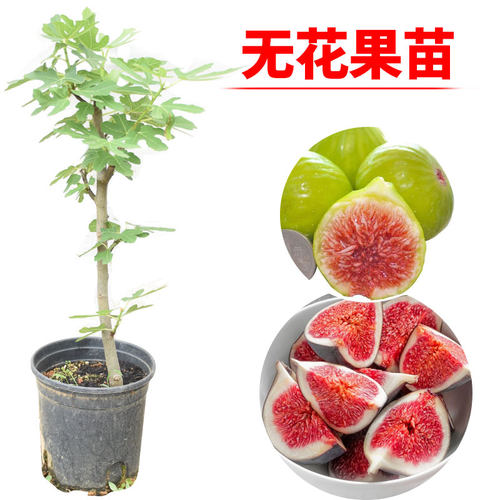 当年结果带土发货无花果苗