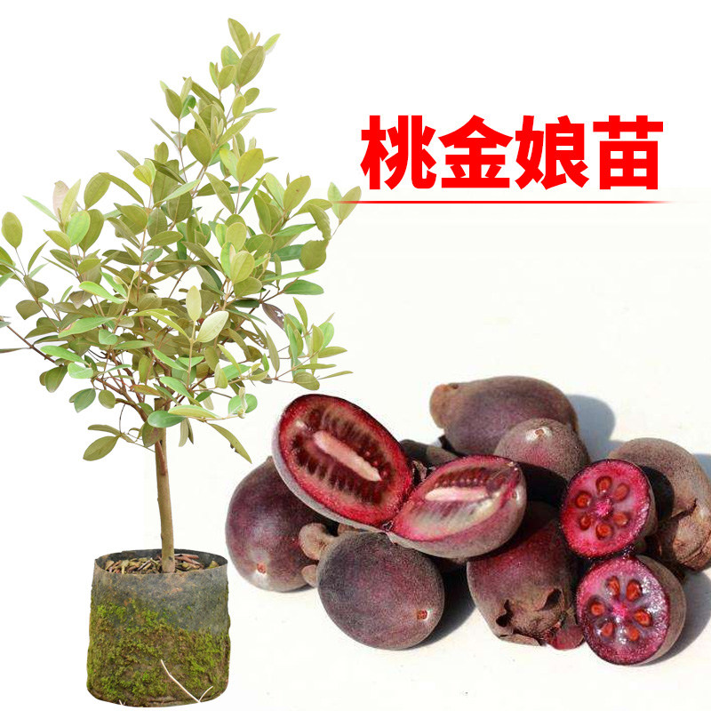 稔子苗树苗稔子果树苗山稔子苗乌稔桃金娘树苗盆栽当年结果