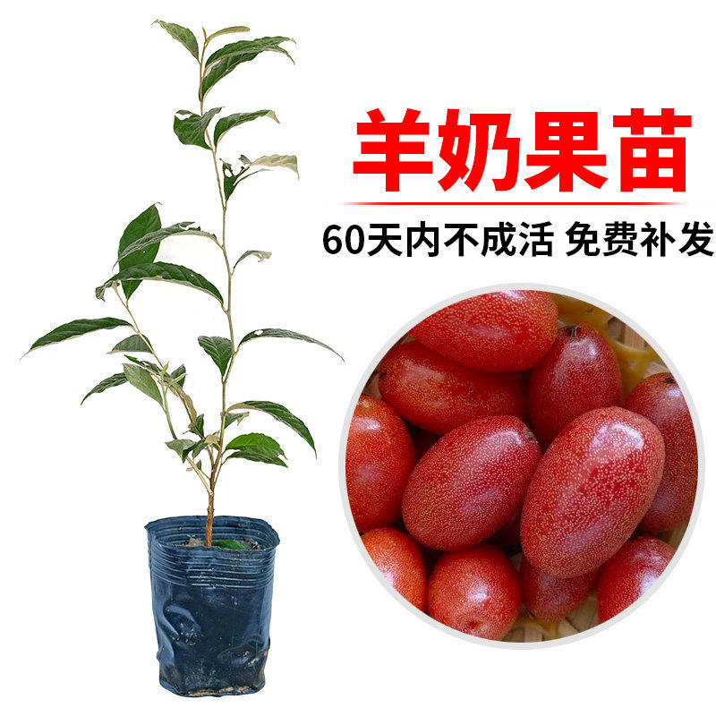 羊奶果苗羊奶果树苗胡颓子果树苗盆栽地栽庭院阳台种植当年结果