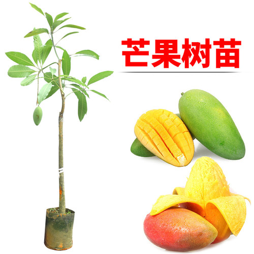 芒果树苗盆栽南方四季特大