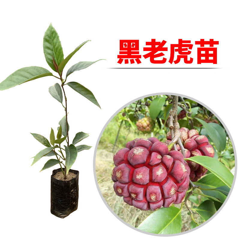 果树苗布福娜野生黑老虎树苗水果苗爬藤酒饭团南北方种植当年结果
