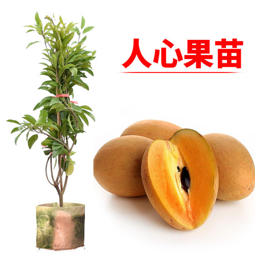 人心果苗树苗盆栽当年结果
