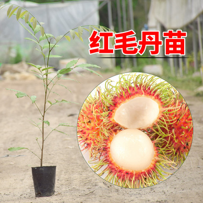 红毛丹毛荔枝果树苗南方北方种植